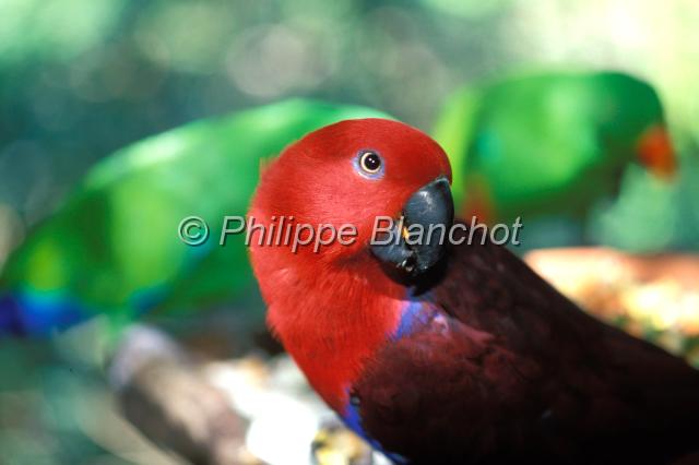 perroquet 2.JPG - Perroquet éclectusEclectus roratusEclectus ParrotThe Rainforest Habitat Wildlife SanctuaryPort DouglasQueenslandAustralie